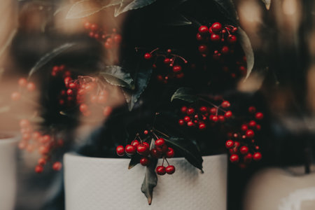 Ardisia crenata. Close-up of vibrant red ardisia berries and dark green leaves in a white pot, symbolizing Christmas, seasonal decor, moody home atmosphere. Dark winter aesthetic. New Year decor.の写真素材