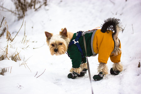 A small, cute Yorkshire Terrier dog, dressed in a warm yellow green winter overall with boots, is walking on the snow. A candid, authentic moment captures the joy of pet and winter activities outdoorsの写真素材