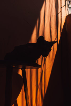 A shadowed portrait of a Sphinx cat, featuring texture and a warm backdrop. Close-up of a feline pet in the profile, showcasing textured skin and dramatic lighting with an orange backdrop.の写真素材