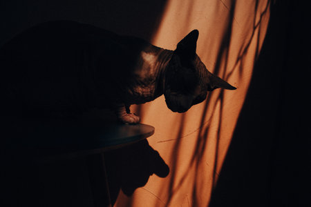 A shadowed portrait of a Sphinx cat, featuring texture and a warm backdrop. Close-up of a feline pet...
