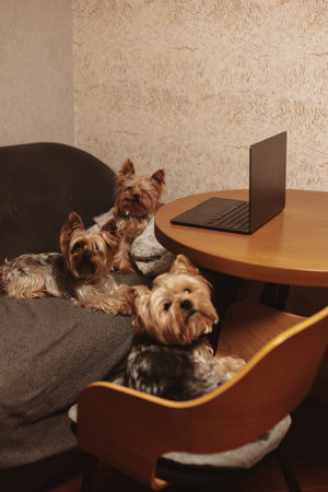 Three cute Yorkshire Terriers working on a laptop at a wooden table in a cozy home interior. Funny pets sitting on a sofa and a chair, pretending to be freelancers or office workers in warm lighting.の写真素材