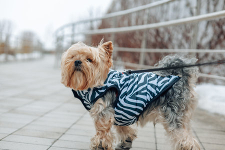 A cute Yorkshire Terrier wearing a stylish zebra-print winter jacket and protective rubber boots walking on a snowy city sidewalk. Lifestyle shot captures pet care and seasonal fashion for small dogs.の写真素材