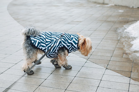 A cute Yorkshire Terrier wearing a stylish winter jacket and protective rubber boots walking on a snowy city sidewalk. Lifestyle shot captures pet care and seasonal fashion for small dogs.の写真素材