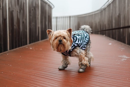 Cute Yorkshire Terrier in a zebra jacket and boots on a wooden bridge in fog. Minimalist urban lifestyle portrait of a pet in winter clothes. Perfect for pet care, animal fashion, and city life themesの写真素材