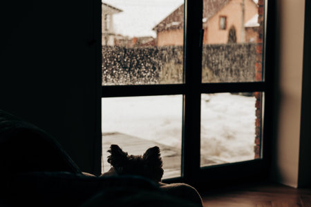 Silhouette of a small dog looking out of a window at a snowy garden. Atmospheric moody indoor scene...
