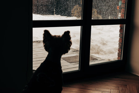 Silhouette of a small dog looking out of a window at a snowy garden. Atmospheric moody indoor scene...