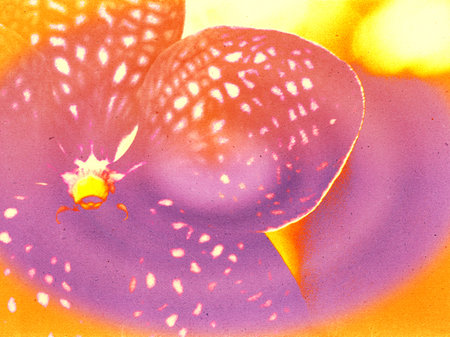 Abstract digital art of a vibrant purple and orange orchid with spotted petals. Modern grainy...