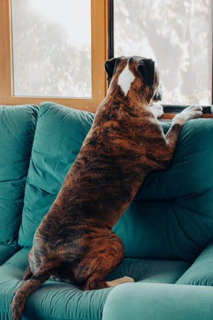 Curious brindle dog standing on a teal sofa and looking out the window. Concept of waiting for owner, home security, and pet curiosity. Authentic domestic moment in a bright modern interior.