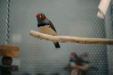 Two zebra finches resting together on a natural branch inside an indoor aviary. Charming exotic birds symbolizing companionship, social behavior, responsible pet care and avian