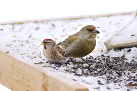 The common redpoll or mealy redpoll (Acanthis flammea) at bird feeder covered in snow in winter time, close up, portrait. The greenfinch in background.の写真素材