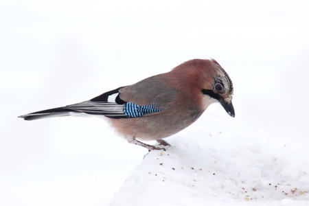 Eurasian jay (Garrulus glandarius) in winterの写真素材