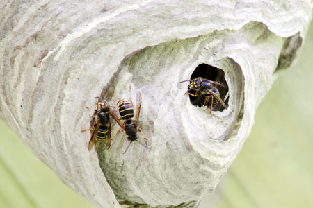 Paper Wasp in a nest