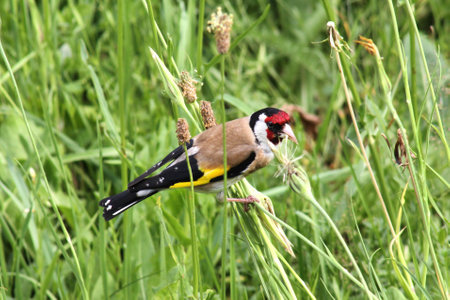 Goldfinch (Carduelis carduelis) in the grassの写真素材
