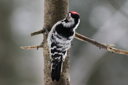 Lesser spotted woodpecker (Dryobates minor) on spruce tree searching food in bark, blur background, winter season close up, Europe, Latvia.の写真素材