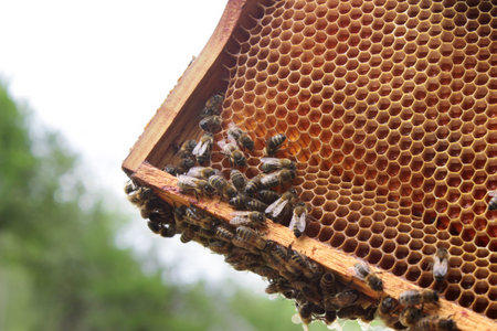 Bees working on honeycomb in apiary. Beekeeping concept.