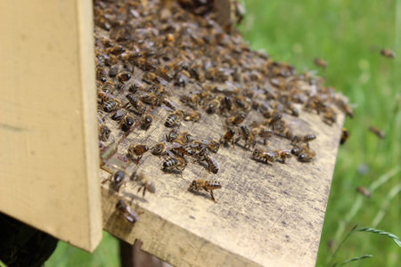 Honey bees (Apis mellifera) on a hive
