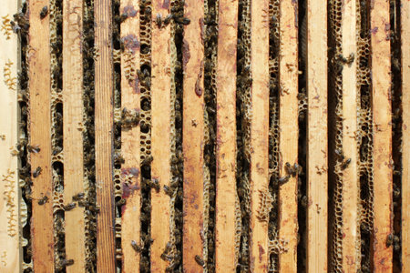 Close up view of the working bees on honeycomb frame. Honeycomb summer composition consisting of...