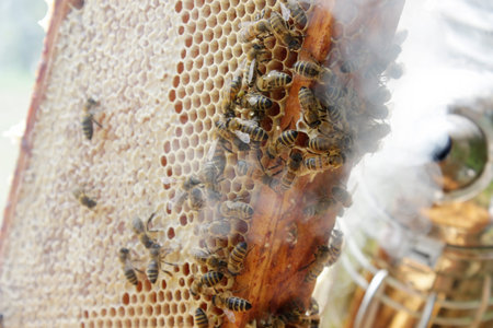 Close up view of the working bees on honeycells. Beekeeping concept.