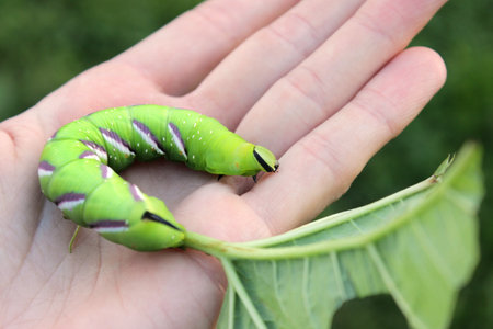 Privet Hawk-moth (Sphinx ligustri) caterpillar natural conditions, close up with leaf on hand, on aged wood background. Green worm on human hand.の写真素材