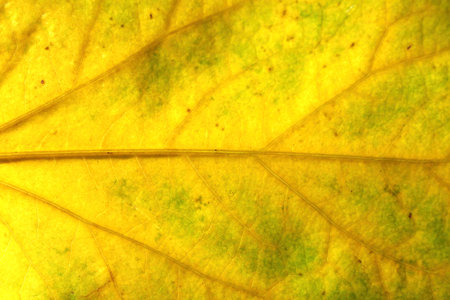 autumn leaf macro close up. yellow leaf texture. autumn background
