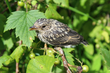 A nestling of a song thrushの写真素材