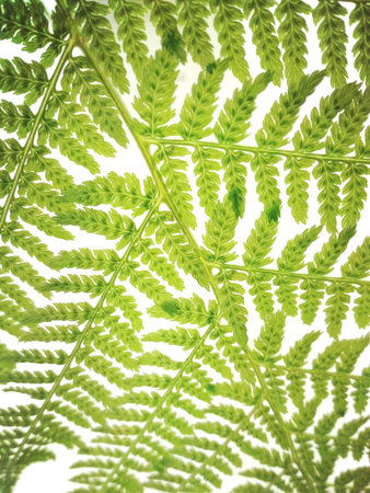 Natural background of fern leaves in forest , green fern leaf background - soft focus and vintage...