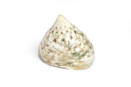 Sea shell isolated on white background.