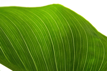 Fresh green background of tropical leaf with structure visible in backlight