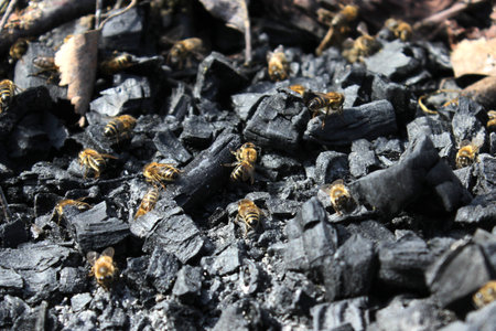 Honey bees collecting minerals on the coals of a fire.の写真素材