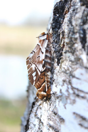 Couple of Kentish glory (Endromis versicolora) mating on a birch tree trunk in springtimeの写真素材