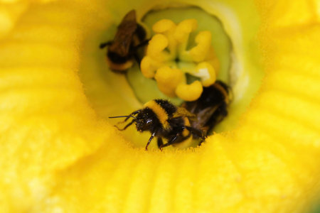 Macro of bumblebee (Bombus terrestris) on yellow flower Close-up of two, three, four bumble bees...
