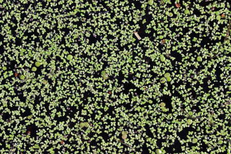 Duckweed in the pond. Closeup of duckweed.