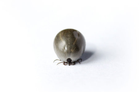 Fed up, full, Ixodes ricinus tick on a white background. close-up
