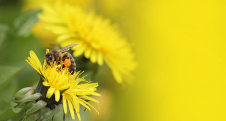 Bee on yellow dandelion flower with green background and copy space
