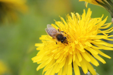 Bee on a dandelion flower. Shallow depth of field.