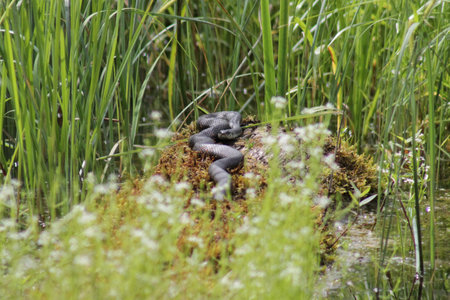 European grass snake (Natrix natrix) laying in warm sun on wet moss covered trunk near pond, Europe,...