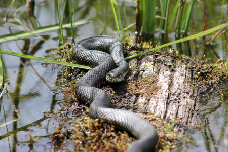 European grass snake (Natrix natrix) laying in warm sun on wet moss covered trunk near pondの写真素材