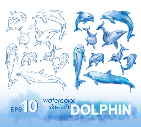 Set of pencil sketches and watercolor images of dolphins. Vector illustration.のイラスト素材