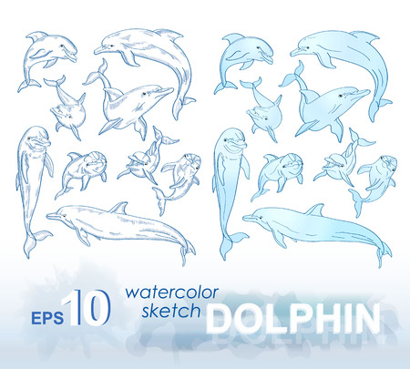 Set of pencil sketches and watercolor images of dolphins. Vector illustration.のイラスト素材