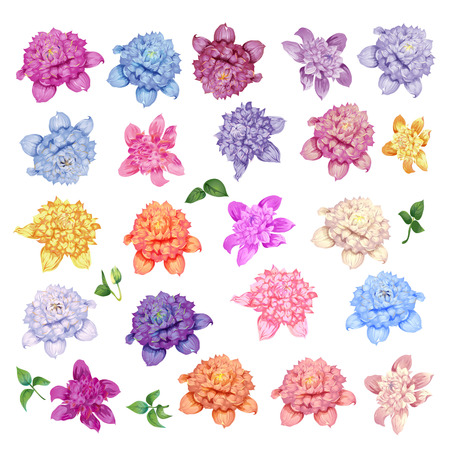Set of isolated colored clematis. Vector illustration.のイラスト素材
