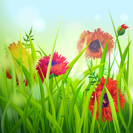 Red Poppy in Grass. Vector illustration.のイラスト素材