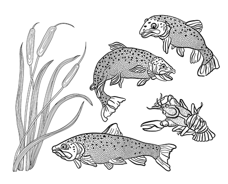Coloring for adults. Set: fish - trout, cancer and reeds.のイラスト素材