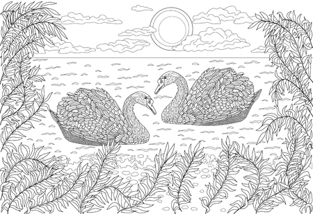 Hand drawn birds - Two swans swimming in a pond. Coloring page for adult.のイラスト素材