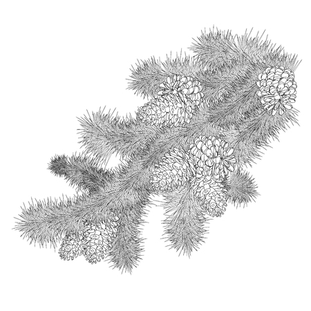 Hand drawn Christmas fir branches with cones on white background. Vector illustration. Coloring page.のイラスト素材