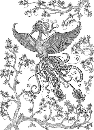 Hand drawn bird - Firebird on a branch apple-tree. Coloring page.のイラスト素材
