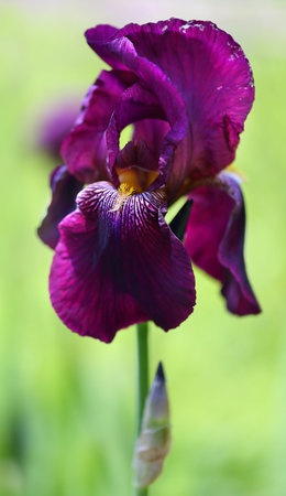 Purple iris flower in the garden.