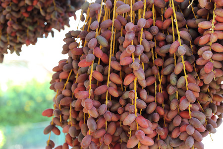 Closeup of the cluster of red dates. Egyptの写真素材