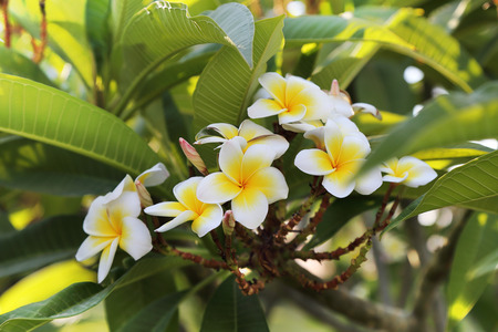 Plumeria - tropical flowering tree. Flowers closeup.の写真素材