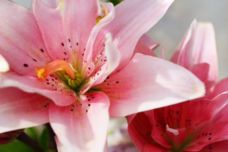 Zephyranthes flower. Common names for species in this genus include fairy lily, rainflower, zephyr lily, magic lily, Atamasco lily, madonna lily and rain lilyの写真素材