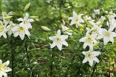 Zephyranthes flower. Common names for species in this genus include fairy lily, rainflower, zephyr lily, magic lily, Atamasco lily, madonna lily and rain lilyの写真素材